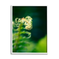 Stupell páfrány levelek természetfotó botanikus és virágfotózás fehér keretes művészeti nyomtatási fal művészet