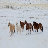 Cowboy ló meghajtó rejtekhely Ranch, Shell, Wyoming csorda lovak futó hó Poszter Nyomtatás Darrell Gulin US51DGU0247